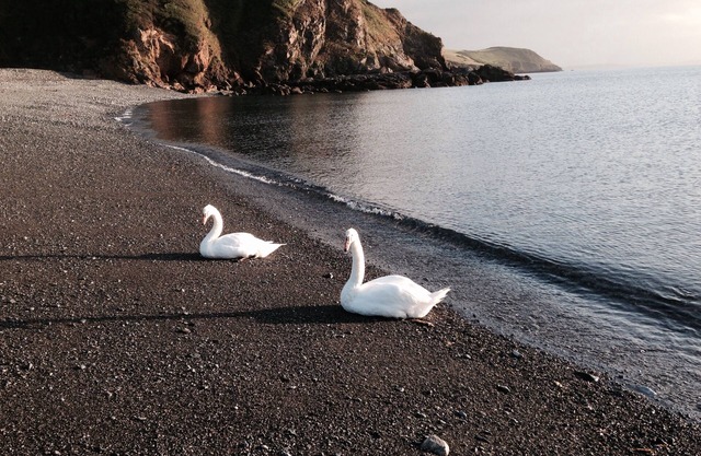Cornish Cottage 100m from dog friendly beach+pub enclosed garden off rd parking