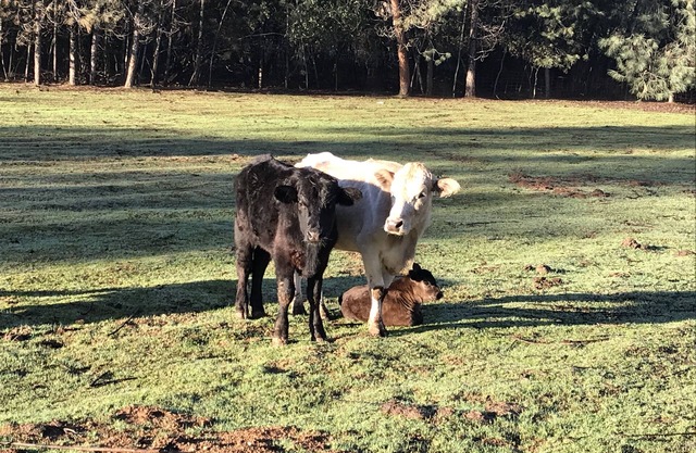 Cow Palace II, country getaway