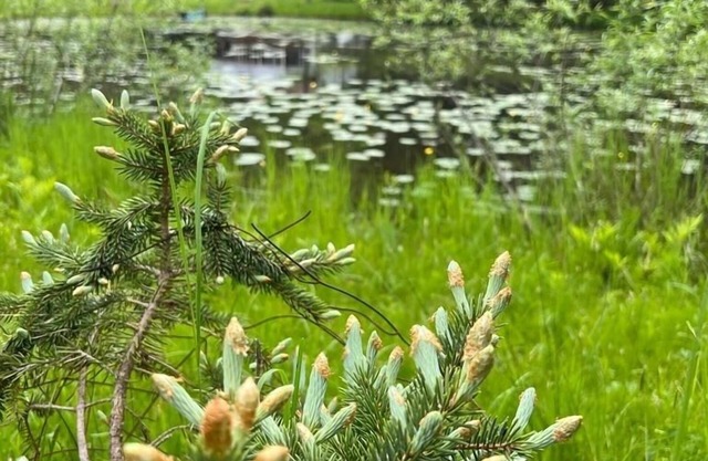 Cozy Cottage with a Pond 2