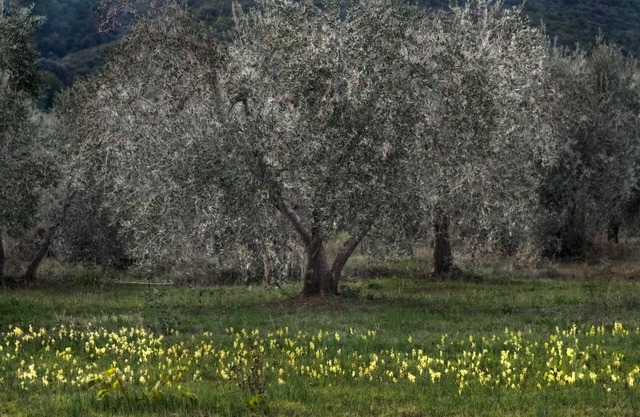 Cozy country house surrounded by olive trees.