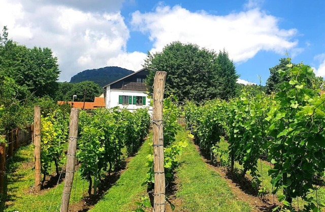 Dům uprostřed vinic - Haus 44