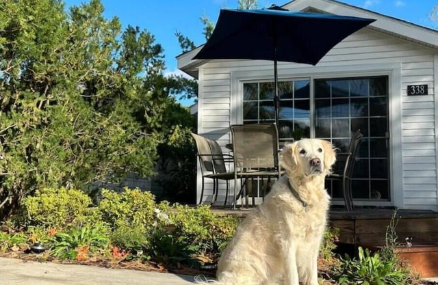 Dog Friendly Beach Cottage within a mile of town & 7 Lake Michigan beaches