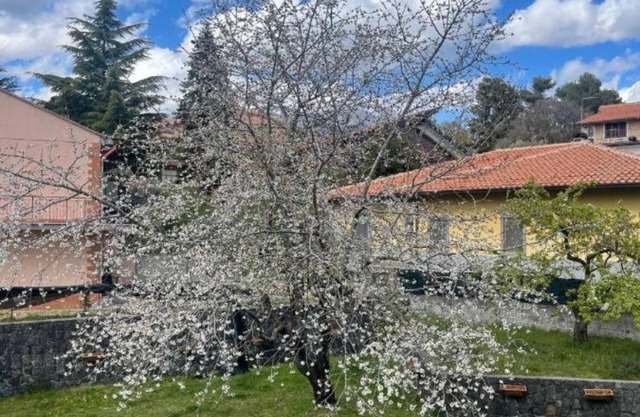 Etna Sotto IL Ciliegio Un Angolo di Paradiso Alle Pendici Delletna