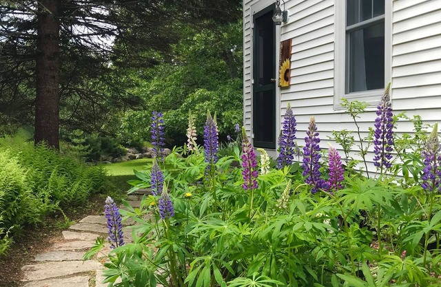 FARMHOUSE newly renovated in heart of Acadia with wild blueberries on 3 acres!