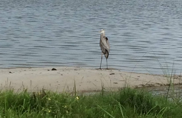 Fishing Cottage With 250 ft dock and boat slip 2 miles to the Atlantic Ocean
