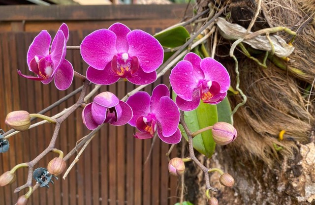 Flores do Mar