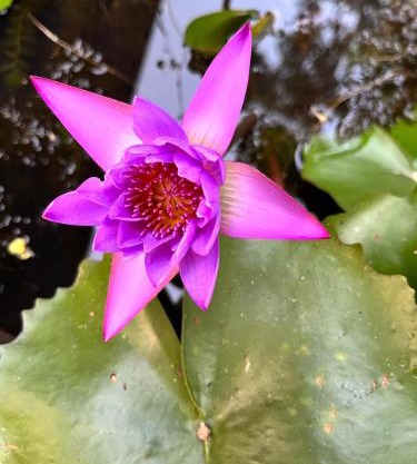 Forest Apartment Metta