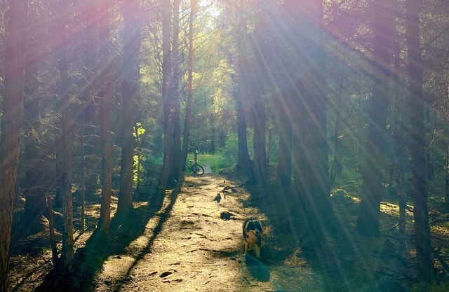 Fun & cosy luxury cottage with great views, large garden, nearby woods & beaches