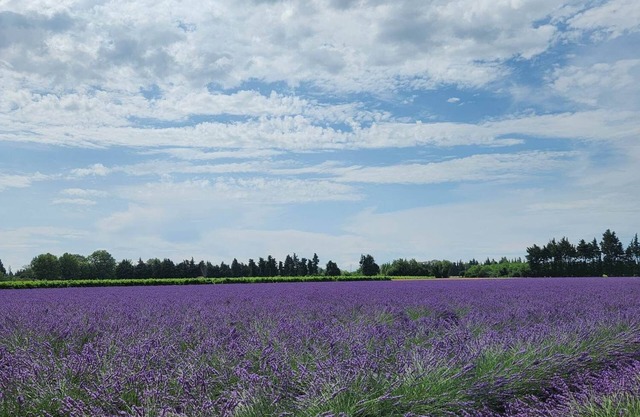 Gîte La petite Violette deux étoiles