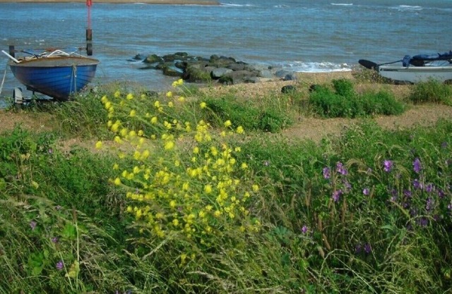 Golfview cottage bungalow FELIXSTOWE FERRY Suffolk Coast - Close to beach,