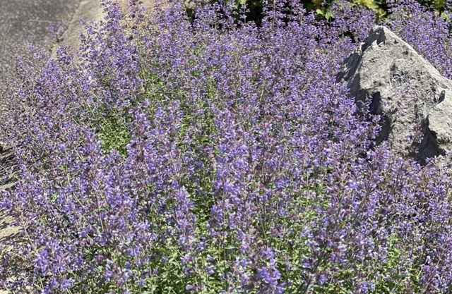 Good Day Farm! Retreat 40 mins from Downtown Nashville