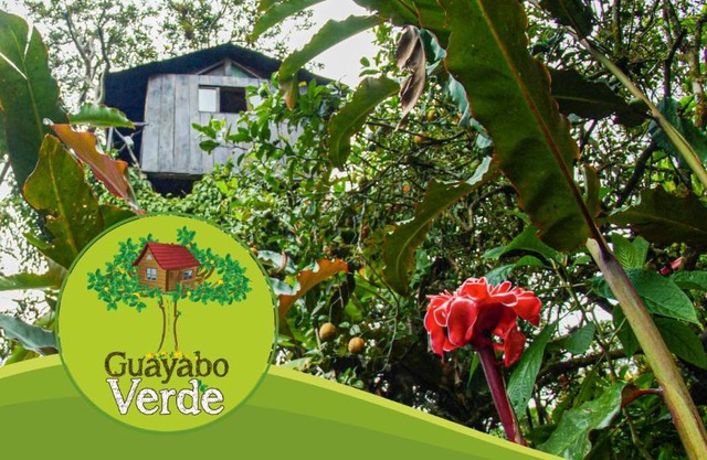 Guayabo Verde