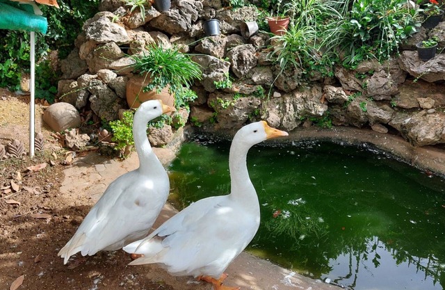 HAROON COTTAGE F-10/4, ISLAMABADnOne Bedroom Apt. in a beautiful neighborhood.