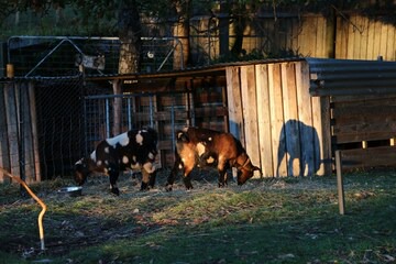 Hideaway Farmlet in Penguin