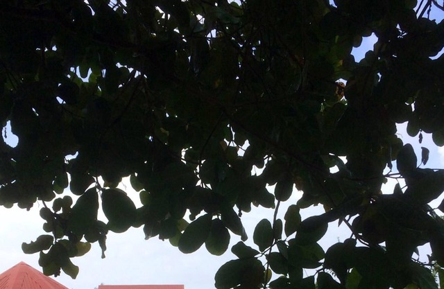 Homerez - Bungalow 6 km away from the beach for 3 ppl. with shared pool