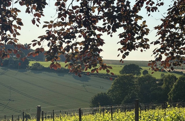 Humphrey's cottage at Gorsley Vineyard