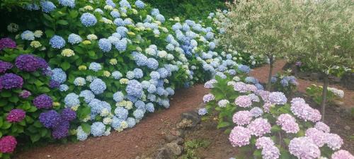 Jeju ChunJaNe Pension