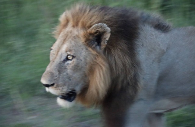 Kruger Mountain Tented Camp