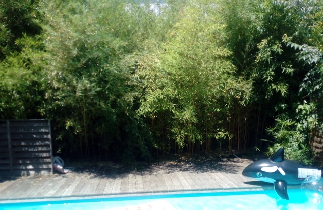 Large house in the center of Bordeaux with Garden and swimming pool