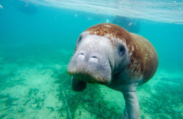 Large Waterfront home Surrounded By Nature Close To Plantation Inn/Kings Bay