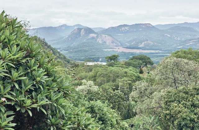 Leopard Tree Retreat