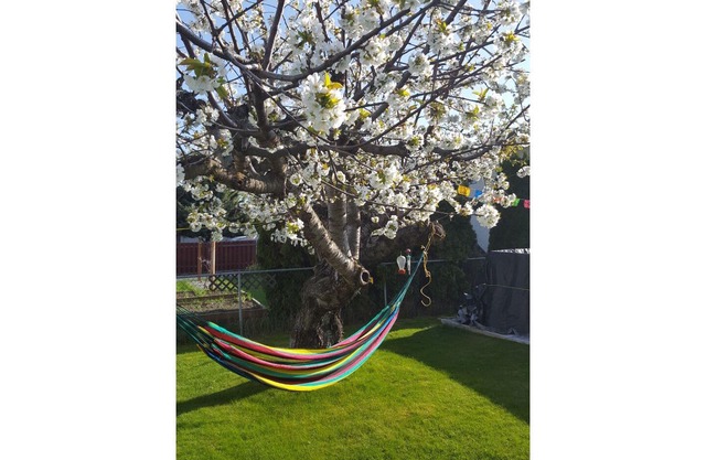 Lovely 1 bedroom space. c/w the best Swimming Pool. and cool tree shaded yard.