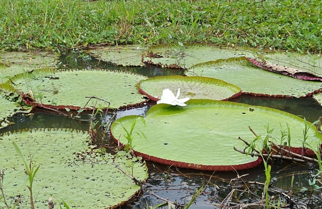 Macaw Jungle Expeditions