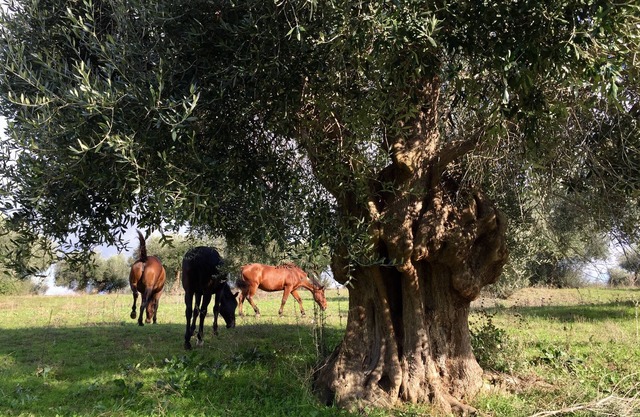 Maremma Natural Park, 2 bedroom apartment