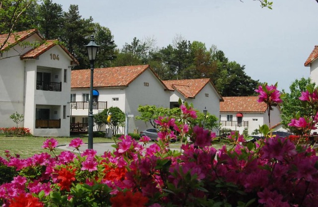 Meta Pension, DamYang