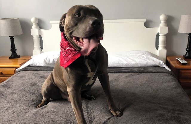 MOHAWK - Dog Lovers Fenced Yard Chalet