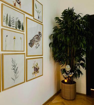 Nature-Inspired Stay in Piata Sfatului Brasov