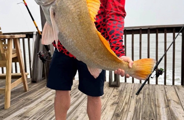 Ocean front 3-bed 2 bath house. Fish right from the deck! Gorgeous Sunrises 🌅