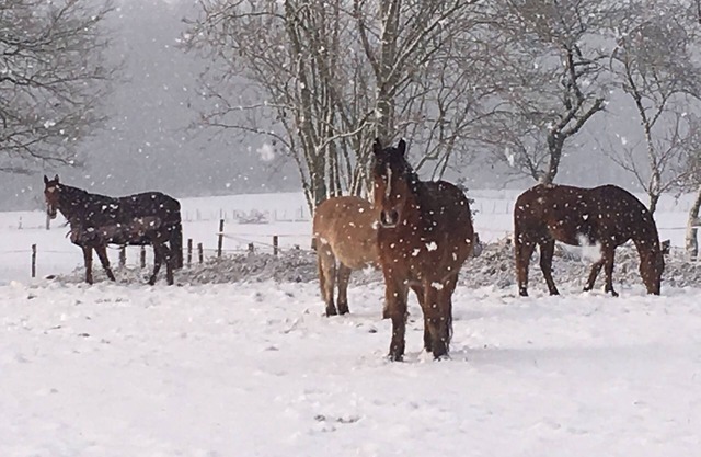 old farmhouse surrounded by nature