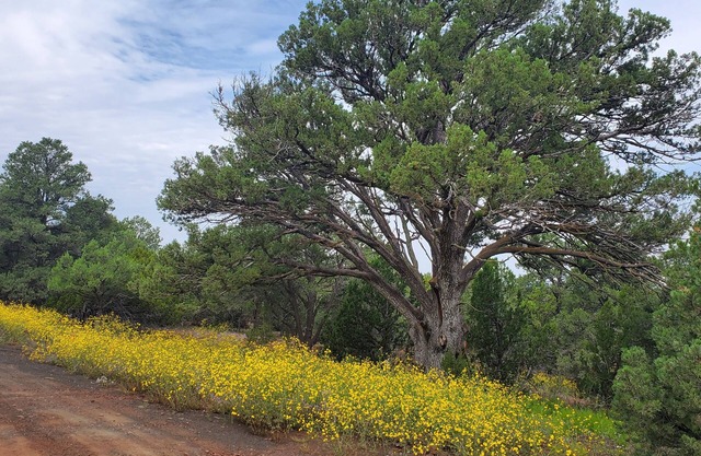 Peaceful getaway for 2, dog friendly