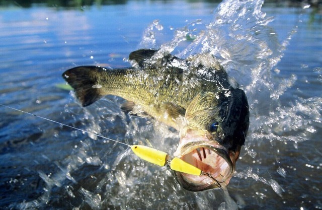 Private Boat Slip | Fish Off Your Own Private Dock