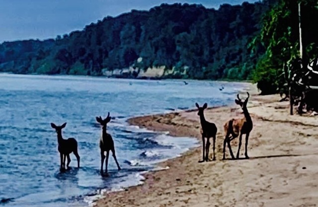 Private Chesapeake Bay Beach community…love to feel the sand between your toes?