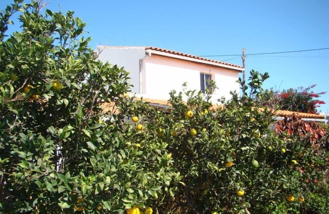 Quiet cottage in the middle of an orchard