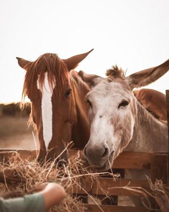 Quinta das Caçadoras - Animal lovers only