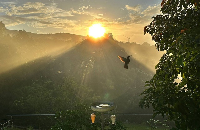 Rejuvenate at Villa Colibri, pool overlooking the forest & Caribbean Sea!