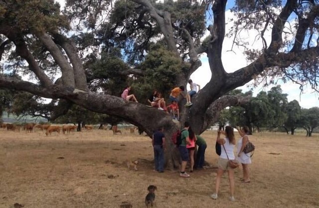 Rural house (full rental) The Five Frogs for 15 people