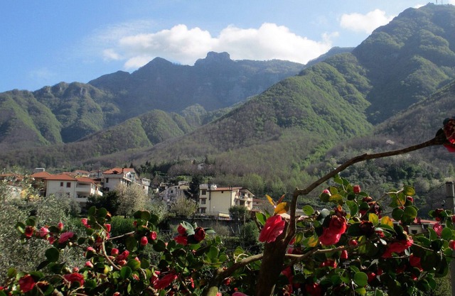 Rustic apartment on the ground floor with citrus garden