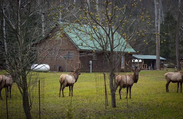 Rustic Getaway In The Heart Of The Pennsylvania Elk Range