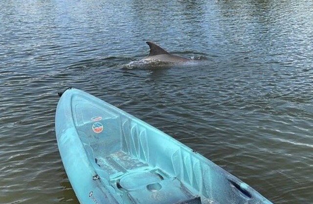 Stay Where Dolphins Play,Water Front