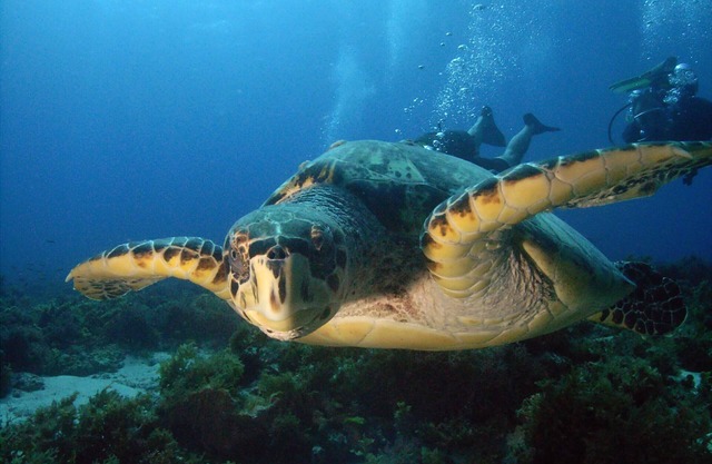 Sweet Caribbean, Cottage Cinnamon, Boiling.