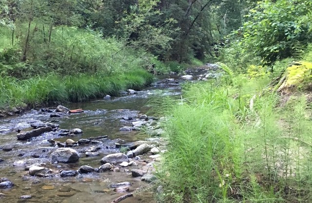 Sweet Spot in the Santa Cruz Redwoods 10 minutes from the Ocean