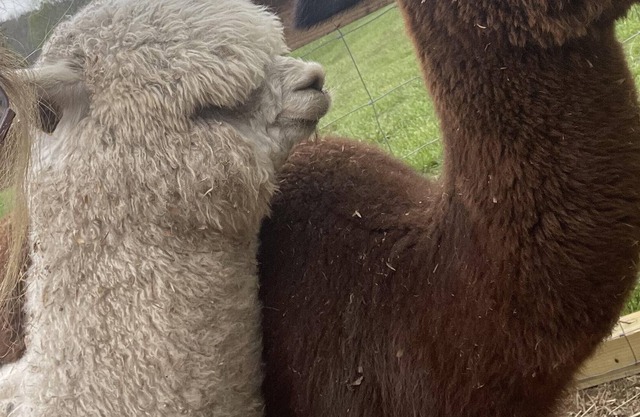 Tentrr Signature Site - Milford