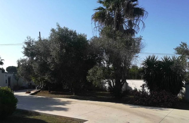 The Olive Garden - La Terrazza