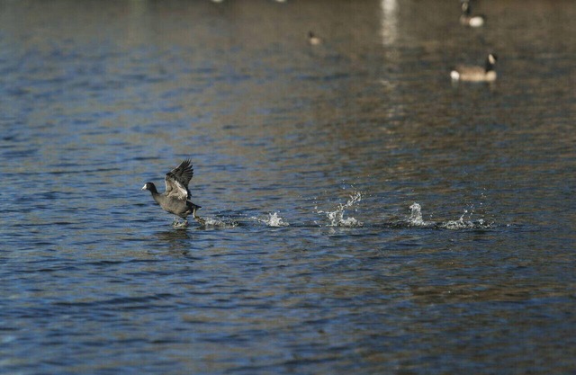 The Vida | Cozy, Pet-Friendly 1-Bed Hideaway