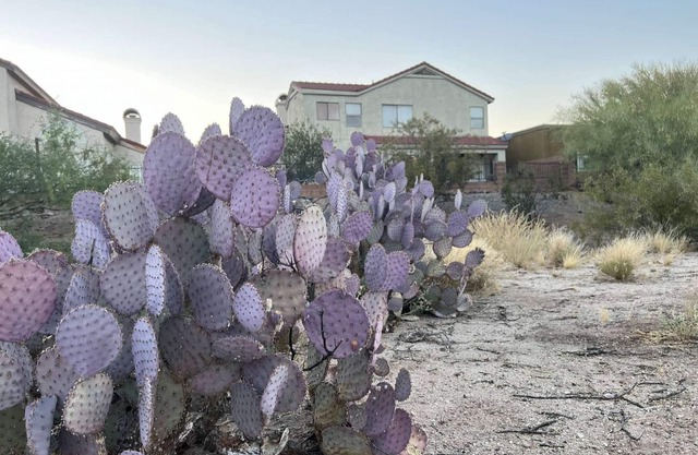TheDesertOasis@ #LambertPark:4BD,Mountain Views,Gym,HOA Pool&Spa,PoolTable,CottonBedding