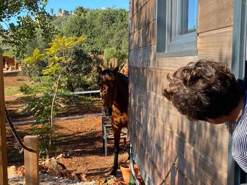 Tiny House Horses Hbergement Atypique Loul